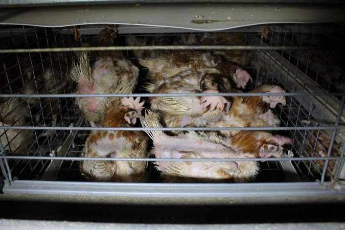 Hens in battery cages with feather loss