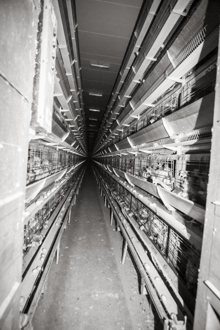 Hens in battery cages