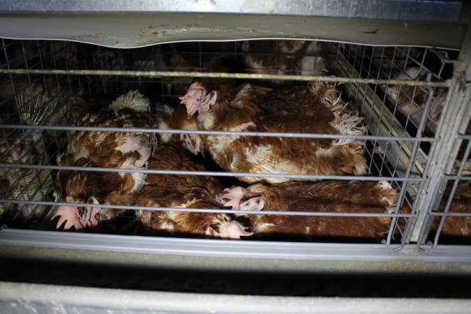 Hens in battery cages