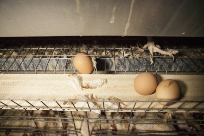 Eggs on conveyor belt in front of cages