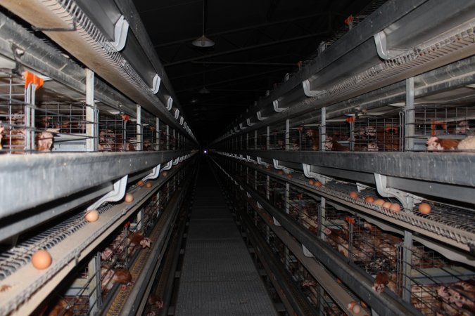 Hens in battery cages