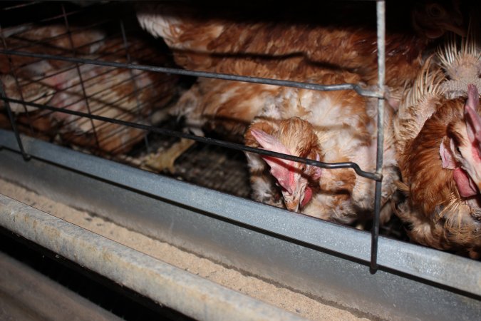 Hens in battery cages