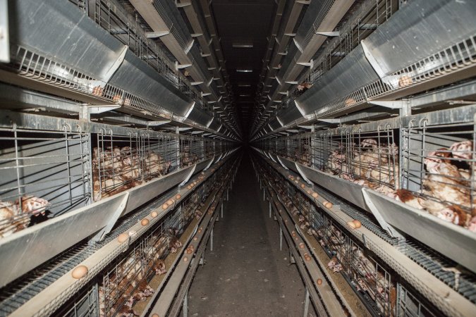 Hens in battery cages with feather loss