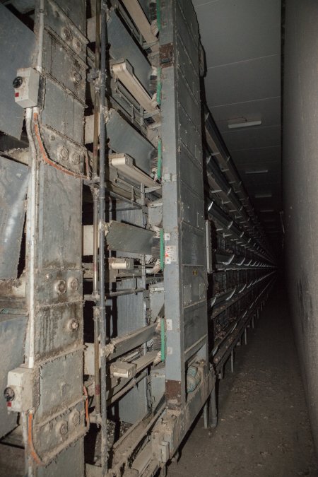 Hens in battery cages
