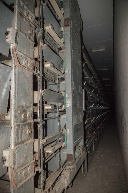 Hens in battery cages