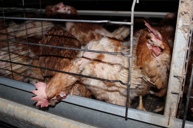 Hens in battery cages