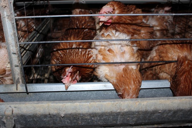 Hens in battery cages