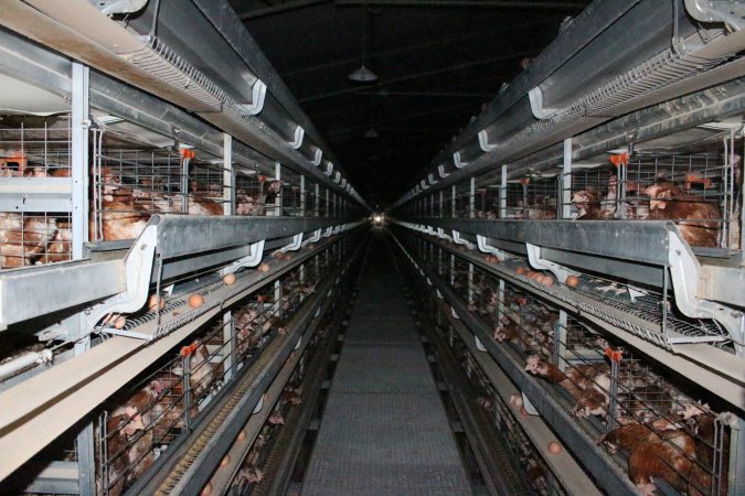 Hens in battery cages