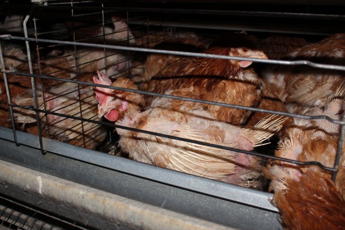 Hens in battery cages with feather loss