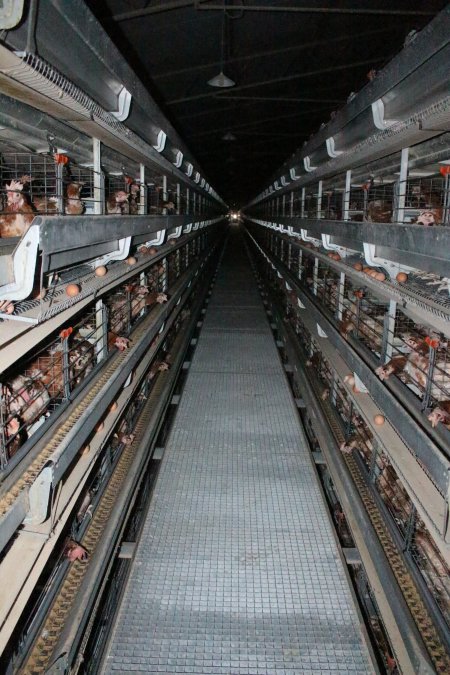 Hens in battery cages