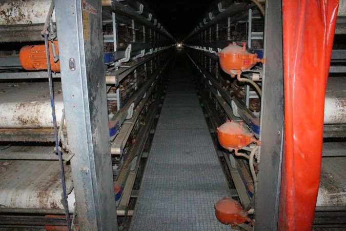 Hens in battery cages