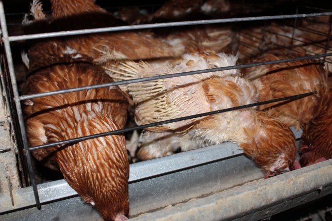 Hens in battery cages with feather loss