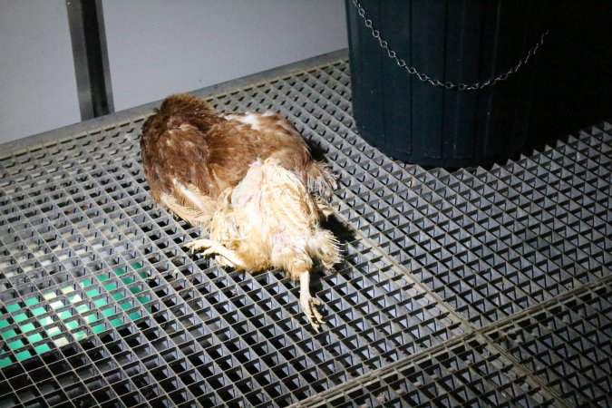 Dead hens at end of shed