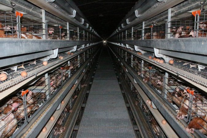 Hens in battery cages