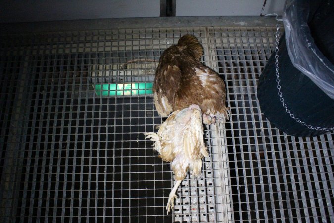 Dead hens at end of shed