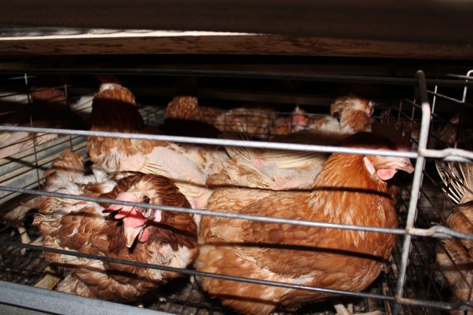 Hens in battery cages