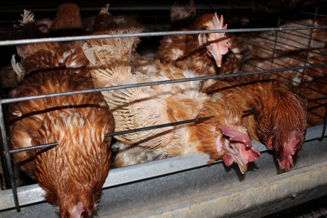 Hens in battery cages with feather loss