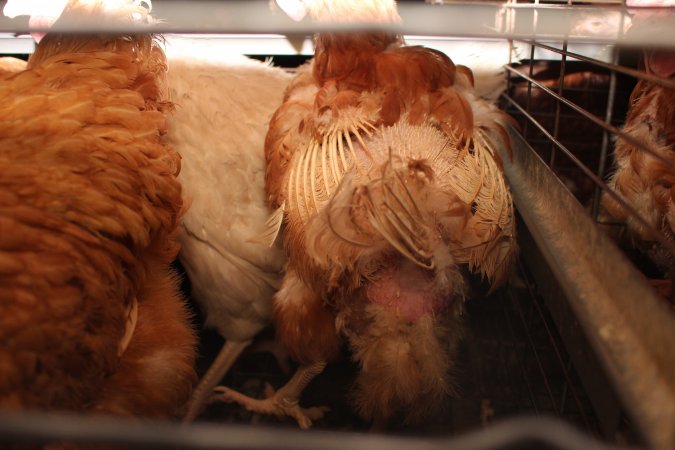 Hens in battery cages with feather loss