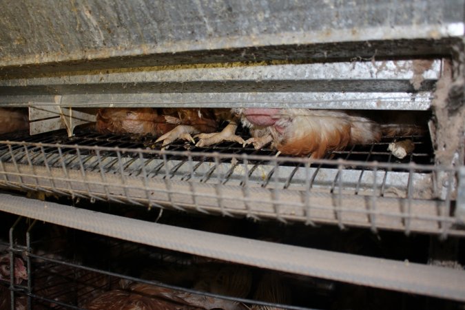 Dead hen in battery cages