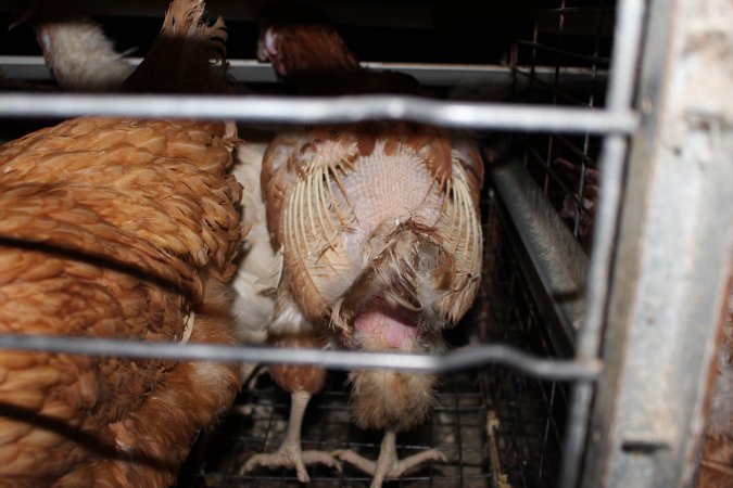 Hens in battery cages with feather loss