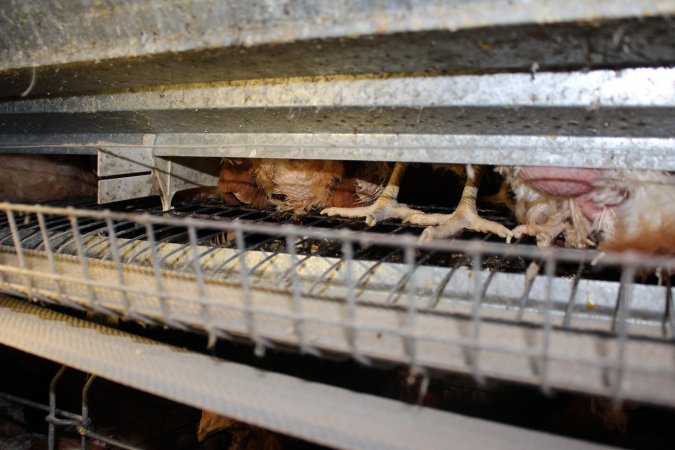 Wire floor of battery cages