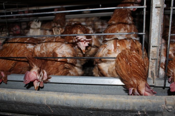 Hens in battery cages