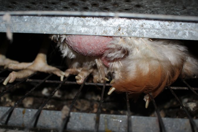 Wire floor of battery cages