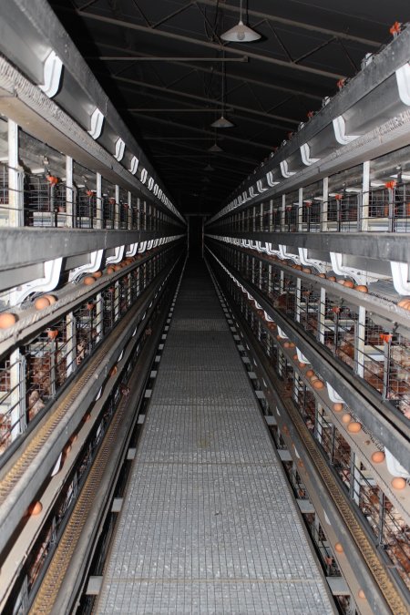 Hens in battery cages