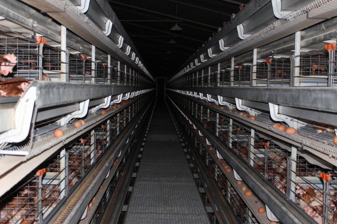 Hens in battery cages