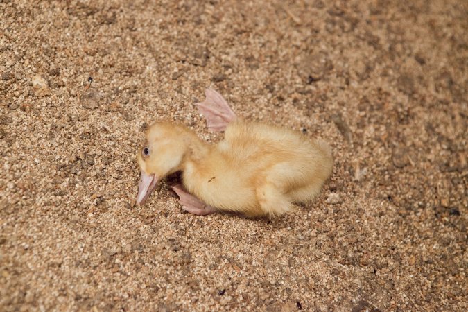 Duckling with deformity or illness