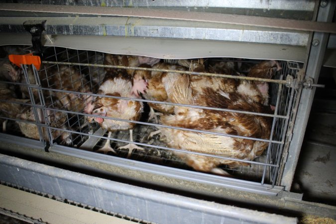 Hens in battery cages with feather loss