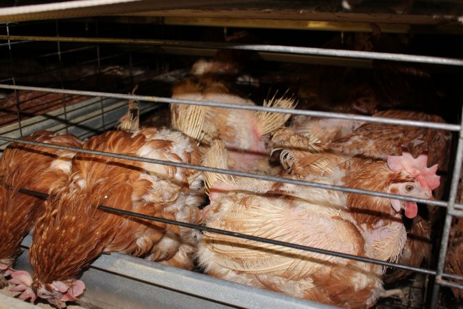 Hens in battery cages with feather loss