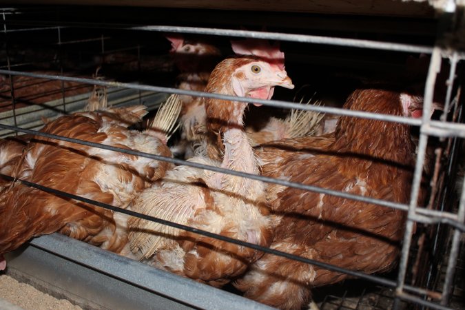 Hens in battery cages with feather loss