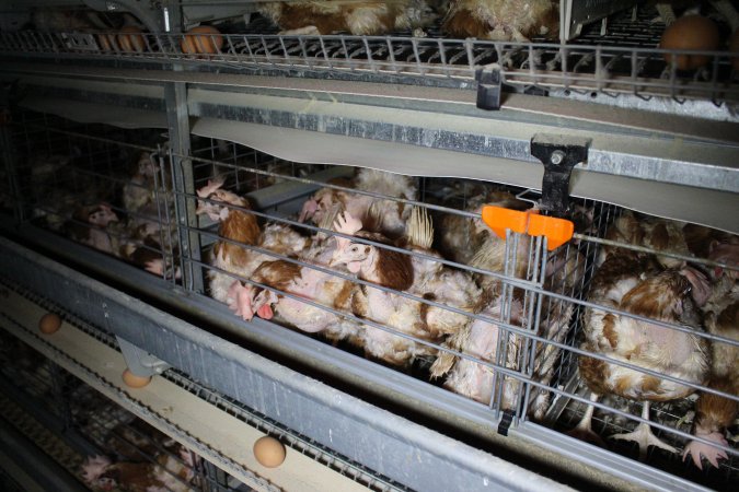 Hens in battery cages with feather loss