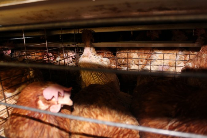 Hens in battery cages with feather loss