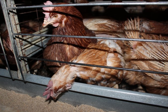 Hens in battery cages