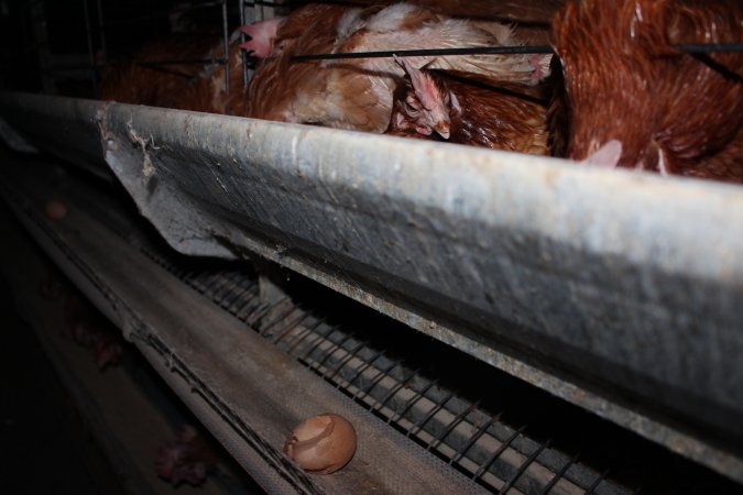 Cracked egg on conveyor belt