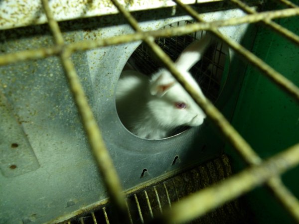 Rabbit farming at Baldivis Rabbits WA