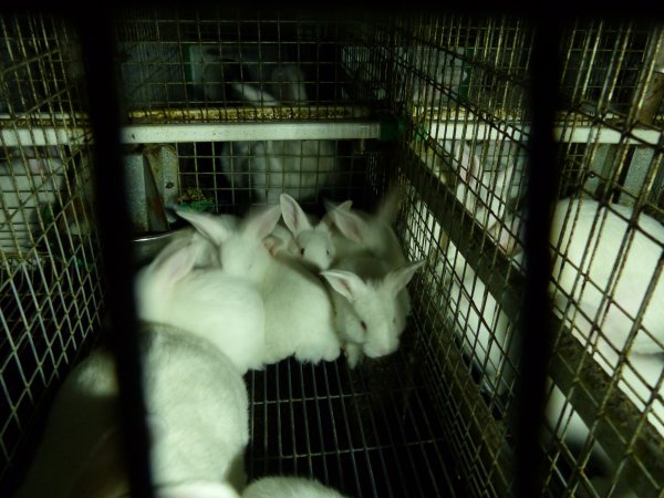 Rabbit farming at Baldivis Rabbits WA