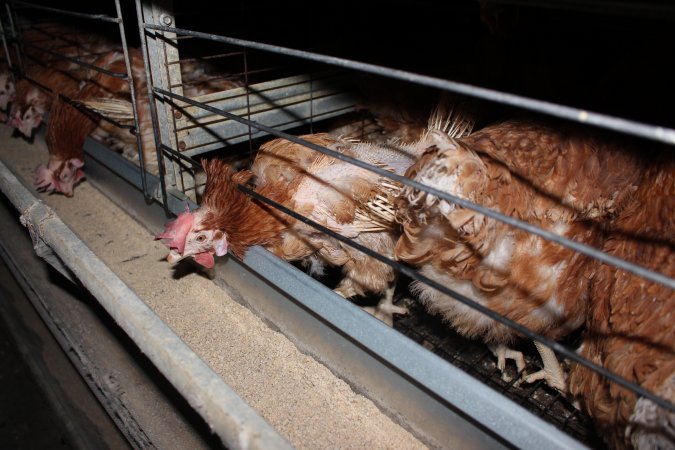 Hens in battery cages with feather loss