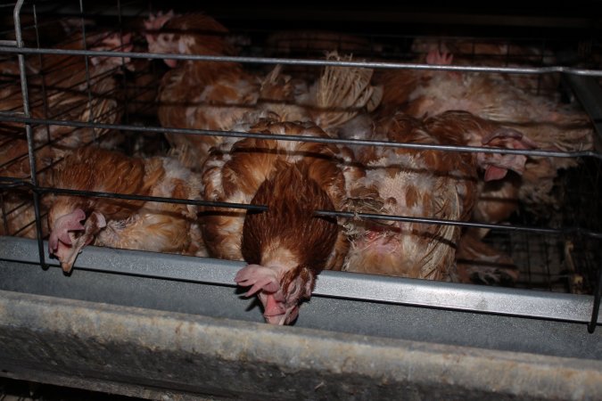 Hens in battery cages