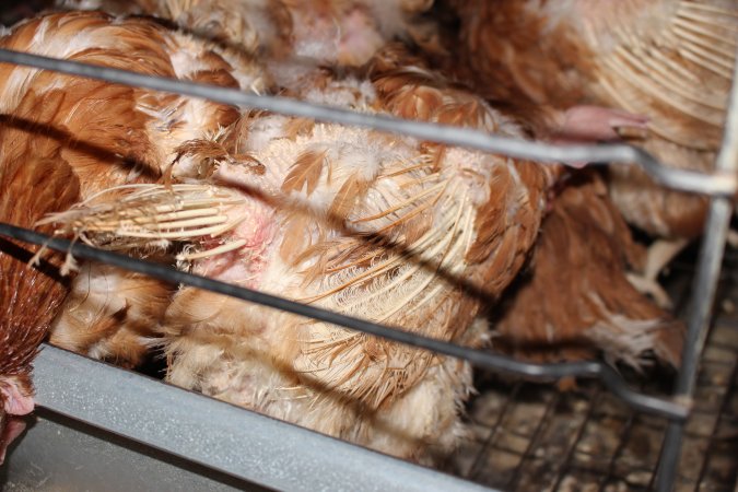 Hens in battery cages with feather loss