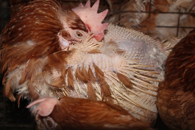 Hens in battery cages with feather loss