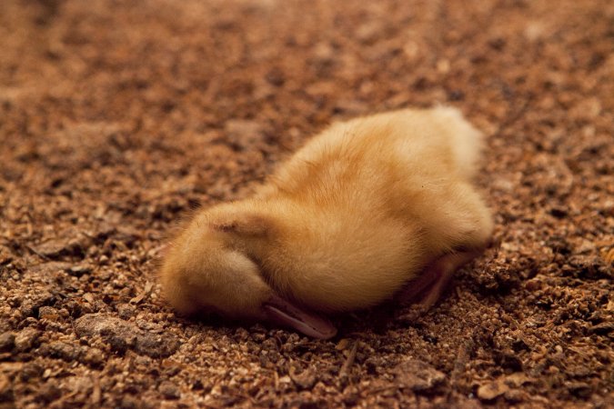 Dead duckling