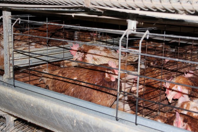 Hens in battery cages with feather loss