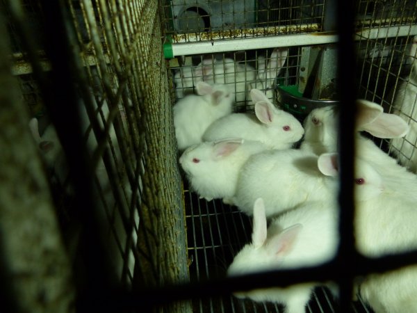 Rabbit farming at Baldivis Rabbits WA