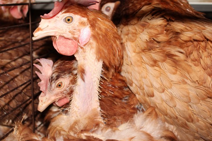 Hens in battery cages with feather loss