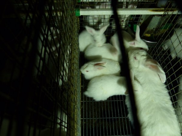 Rabbit farming at Baldivis Rabbits WA