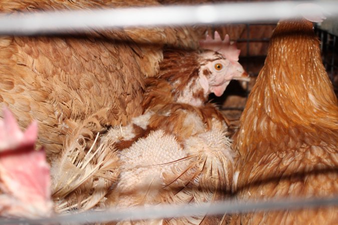 Hens in battery cages with feather loss