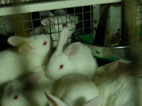 Rabbit farming at Baldivis Rabbits WA